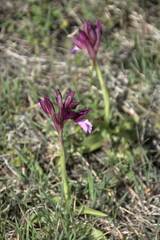 Anacamptis papilionacea