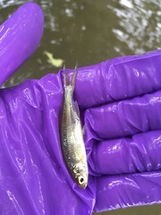 Notemigonus crysoleucas