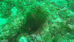 Sphaerechinus granularis