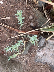 Heliotropium curassavicum