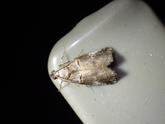 Acrobasis comptella
