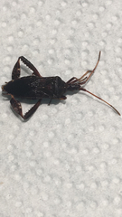 Leptoglossus corculus