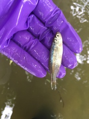 Notemigonus crysoleucas