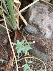 Heliotropium curassavicum