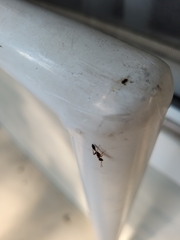 Pseudomyrmex gracilis