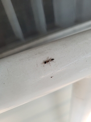 Pseudomyrmex gracilis
