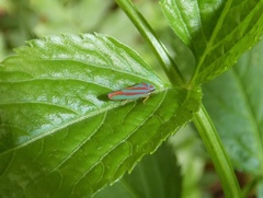 Graphocephala coronella