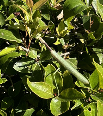Mantodea