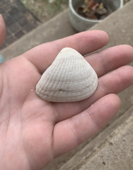 Noetia ponderosa