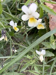 Viola lutea