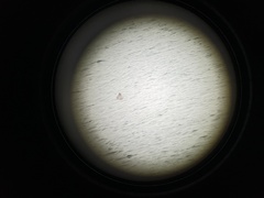 Phoca vitulina vitulina