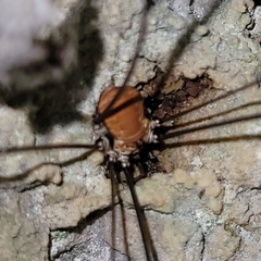 Leiobunum limbatum