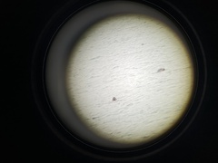 Phoca vitulina vitulina