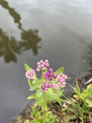 Pluchea odorata odorata