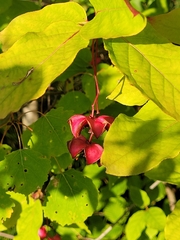 Euonymus latifolius