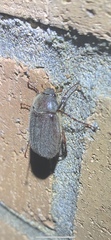 Phyllophaga