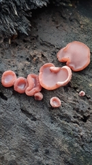 Ascocoryne cylichnium