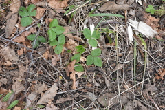 Fragaria vesca bracteata