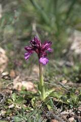 Anacamptis papilionacea