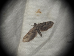 Eupithecia oxycedrata
