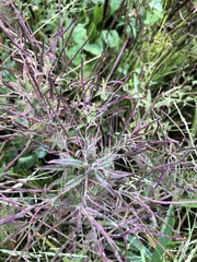 Epilobium coloratum