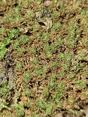 Tortella tortuosa