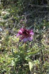 Anacamptis papilionacea