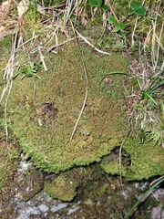 Tortella tortuosa