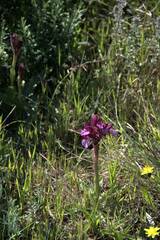 Anacamptis papilionacea