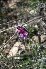 Anacamptis papilionacea