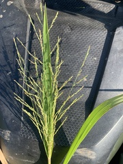 Coleataenia rigidula