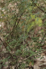 Cytisus nigricans