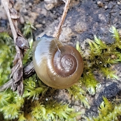 Oxychilus draparnaudi