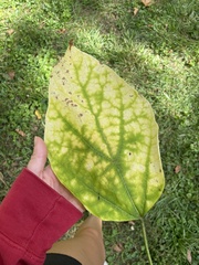 Catalpa bignonioides
