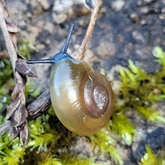 Oxychilus draparnaudi