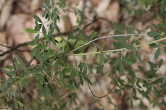 Cytisus nigricans