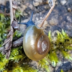 Oxychilus draparnaudi