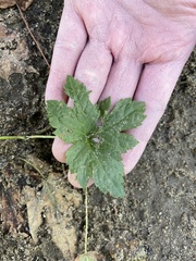 Hydrastis canadensis