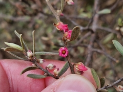 Diospyros austro-africana