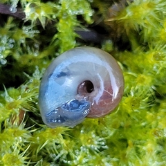 Oxychilus draparnaudi