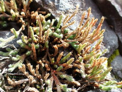 Selaginella rupestris