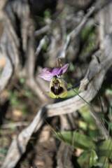 Ophrys