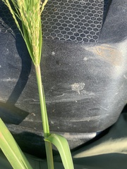 Coleataenia rigidula