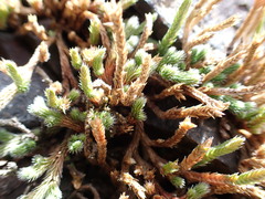 Selaginella rupestris