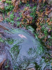 Hemilepidotus hemilepidotus