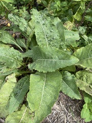 Parthenium integrifolium