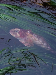 Hemilepidotus hemilepidotus