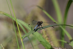 Erythrodiplax basifusca