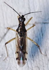 Dicyphus