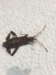 Leptoglossus corculus